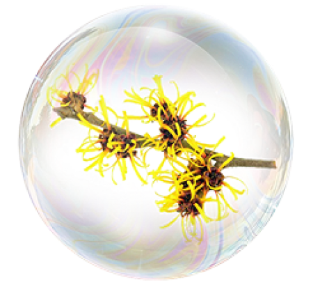 Hamamelisul cunoscut