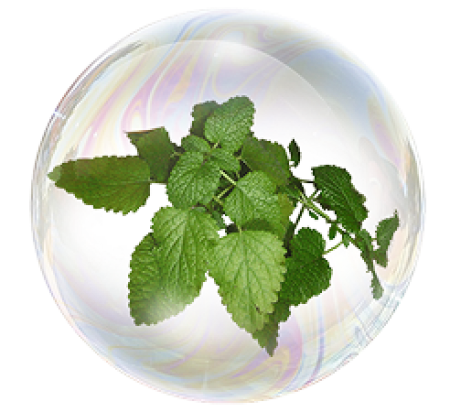 Extractul de melissă 