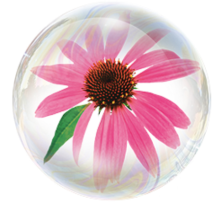 Extractul de echinaceea